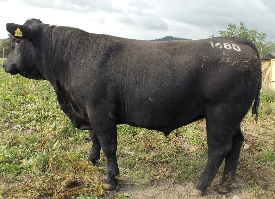 Example Bull For Sale Listing